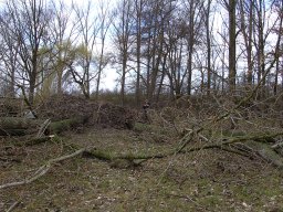 Sturm Emma 01.03.2008
